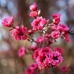 ギョリュウバイ　八重咲きピンク　桃花　挿し穂　カット苗