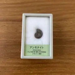 암모나이트 화석, 프랑스 쥬라기