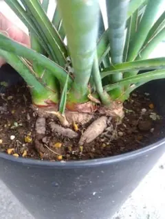 ユッカ　フィリフェラ　５号鉢つき　5頭❗ ユッカ フィリフェラ 5号鉢つき 5頭❗ 楽天市場】フィリフェラ ユッカの