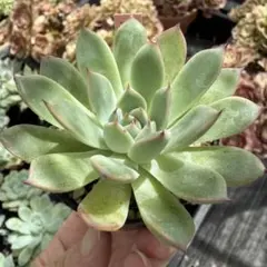 多肉植物　オリジナル実生苗のサムネイル
