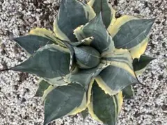 2025年最新】アガベ パラサナ インプレッショニストの人気