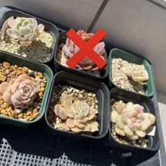⑥韓国苗 多肉植物 エケベリア 5苗セット 抜き苗
