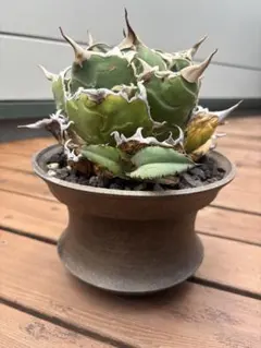 SEI　白鯨　親株 アガベ 白鯨の見分け方！購入時には偽物に注意しよう