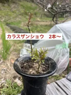 2026年最新】カラスザンショウの苗の人気アイテム - メルカリ