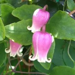 なつめ様 リクエスト 2点 まとめ商品