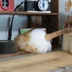 Item thumbnail for item cbbb4d1d-ecd9-4434-b58a-8976d13a8dba