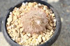 は*ん様 ボカサナ モンスト 自根 鉢植え メルカリ便送料込み み*ん様 レア！ボカサナモンスト 自根 鉢植え メルカリ便送料込み