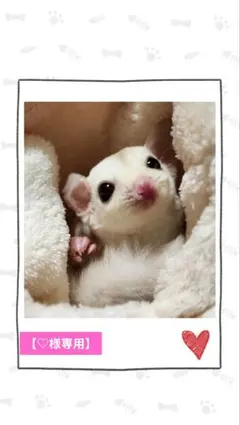 【♡様専用】モモンガポーチ