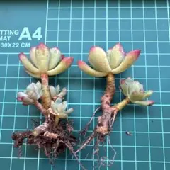 bebe-momo-0620様 リクエスト 2点 まとめ商品