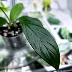熱帯植物 Homalomena sp. jambi 中型 - メルカリ