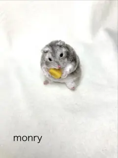 モールアート☆ジャンガリアンハムスター