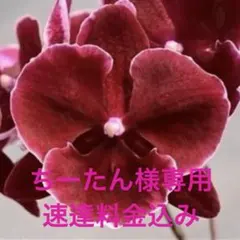 ちーたん様 速達料金込み　リクエスト 2点 まとめ商品