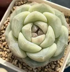 な*ち様 新入荷　シルクジュエル　エケベリア　多肉植物　1苗