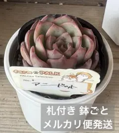 2026年最新】ファームパルクさん苗の人気アイテム - メルカリ