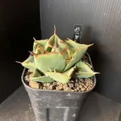 namum様 リクエスト 5点 まとめ商品