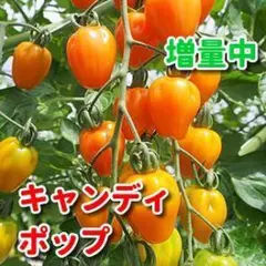 ぉと様 リクエスト 2点 まとめ商品