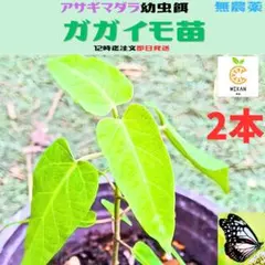 ガガイモ　幼苗2　アサギマダラ　幼虫　餌　ネコポス発送のサムネイル
