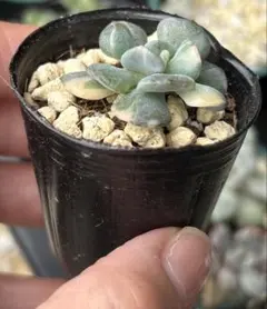 ❤️専用❤️⑥✨メルカリ便✨❤️キュービックフロスティ錦❤️カット♪ 2025年最新】キュービックフロスティ錦の人気アイテム - メルカリ