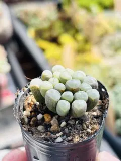 クゥとチャチャ様 リクエスト 2点 まとめ商品