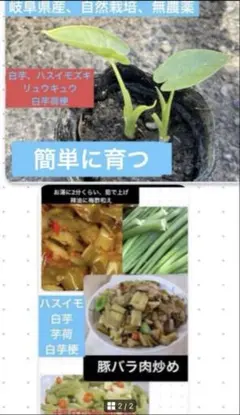 2025年最新】ハス芋の人気アイテム - メルカリ