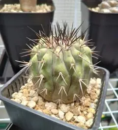 コピアポア　シネレア　黒王丸のサムネイル