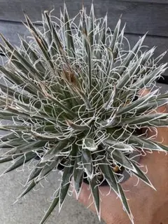 アガベ　オリザバ Agave Parryi Truncata 'orizaba' - アガベ パリー トランカタ