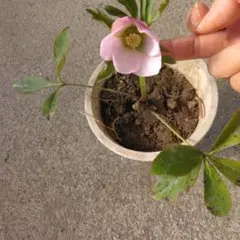 2026年最新】クリスマスローズ開花株の人気アイテム - メルカリ