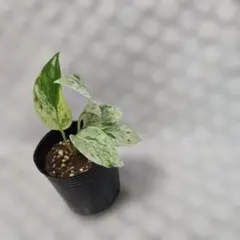 ユウナ様 リクエスト 2点 まとめ商品