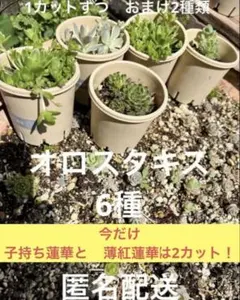 2026年最新】子持ち蓮華錦 鏡花の人気アイテム - メルカリ