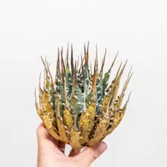 9 ユタエンシス エボリスピナ 現地株 ベアルート 陽炎 アガベ - メルカリ