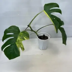 希少美斑入りモンステラボルシギアナオーレア鉢植え発送(茎伏せ) 美希少モンステラボルシギアナオーレア（黄斑）茎伏せ鉢植え発送