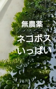 2026年最新】水草アナカリスの人気アイテム - メルカリ