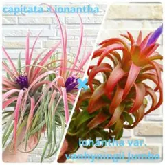 2025年最新】チランジア バンハイニンギーの人気アイテム - メルカリ