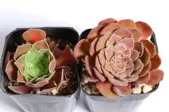 2026年最新】観葉植物 アエオニウムの人気アイテム - メルカリ