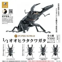 1/1 オオヒラタクワガタ［4 items］
