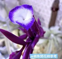 T. straminea 'Deep Purple'(しばらく出品はありません) T. straminea 'Deep Purple'(しばらく出品はありません) - メルカリ