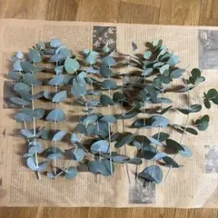 ユーカリ フレッシュ 10本 ドライフラワー 花材