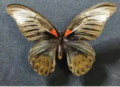 週末価格‼️ナガサキアゲハ♀ 標本 ☆ビリトン島産☆101mm白化型個体