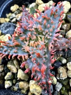 アロエ ハイブリッド Aloe hybrid 第四種 Jー27 - メルカリ