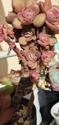 norinori様 リクエスト 2点 まとめ商品