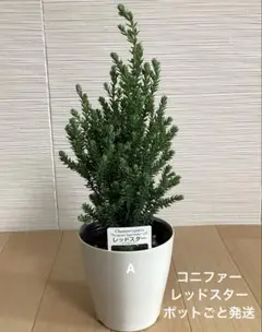 無用庵〈ヘリテージ〉72様 リクエスト 2点 まとめ商品