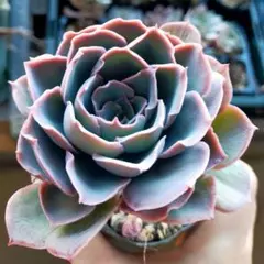 2026年最新】夕波 多肉の人気アイテム - メルカリ