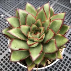 速達　りぺっち様 リクエスト 4点 まとめ商品