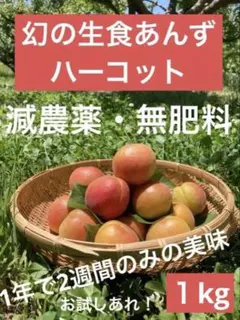 【数量限定】年に一度2週間だけ幻の生食あんずハーコット1kg減農薬　特別栽培のサムネイル