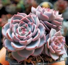 ま*ん様 スノーミルフィーユ　ミックスベリア　おらいさん　土付き発送　多肉