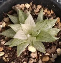 多肉植物 ハオルチア 裏般若錦 糊斑 超美品 透明窓 - メルカリ