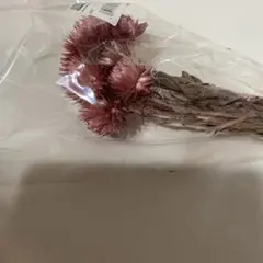 シルバーデージミニ約20gドライフラワー