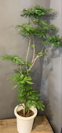 エバーフレッシュ 145cm 8号 S-shaped tree form - メルカリ
