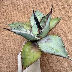 t*a様 【Lj_plants】R271アガベ ライオンズメーン/ライオンズメイのサムネイル