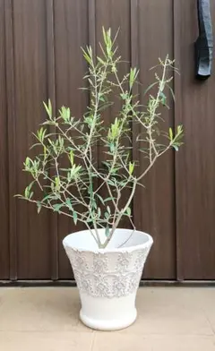 オリーブの木 ネバディロブランコ デザインテラコッタ鉢植え 苗